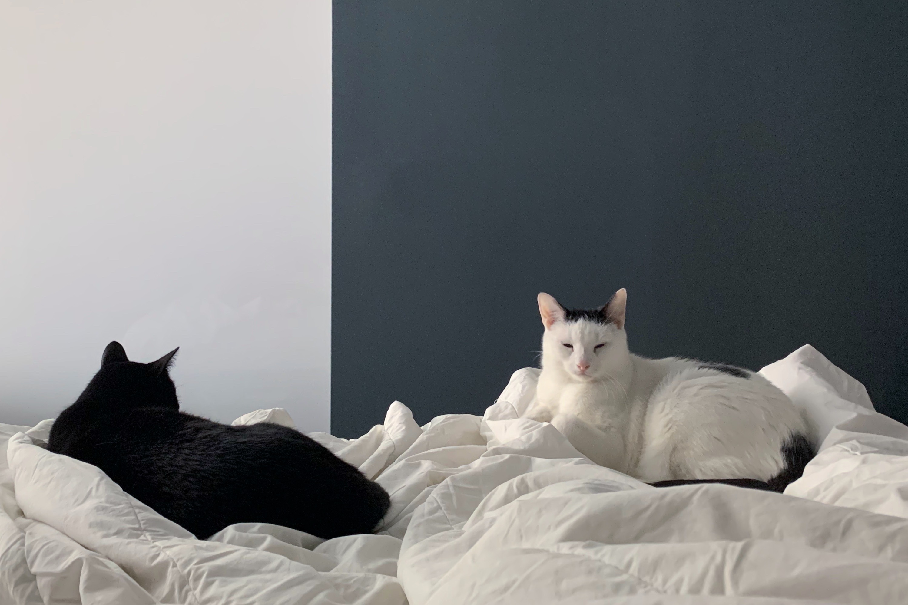 Butters (black) and Apollo (white)